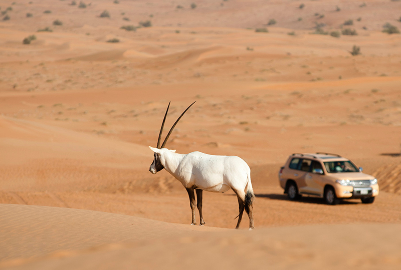 Сафари на джипах по пустыне