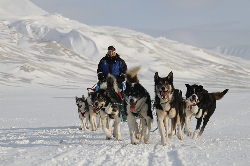 Sled Dogs Норвегия